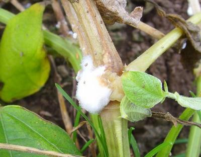 Белая гниль - фото больного растения