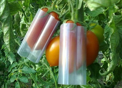 процесс выращивания фигурных помидоров